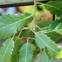 Quercus castaneifolia 'Green Spire' - Ch�ne Green Spire