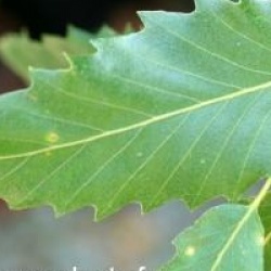 Quercus castaneifolia 'Green Spire'