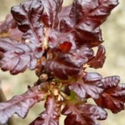 Quercus robur 'Atropurpurea'  - Ch�ne p�doncul� � feuilles pourpres