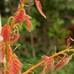 Ch�ne rouge Magic Fire