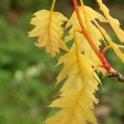 Quercus rubra 'Magic Fire' 