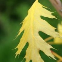 Quercus rubra 'Magic Fire' 