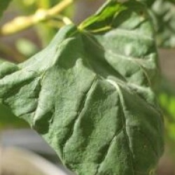 Tilia platyphyllos 'Tortuosa' - Tilleul de Hollande tortueux