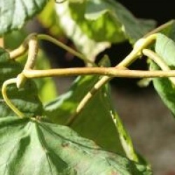 Tilia platyphyllos 'Tortuosa'