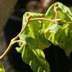 Tilia platyphyllos 'Tortuosa'
