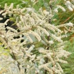 Tamarix ramosissimma 'Hulsdonk White' �