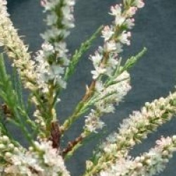 Tamarix ramosissimma 'Hulsdonk White' �