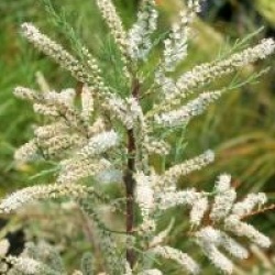 Tamarix ramosissimma 'Hulsdonk White' �