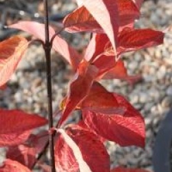 Cornus alba 'Kesselringii' - Cornouiller � bois noirs