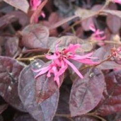 Loropetalum chinense f. rubrum 'Fire Dance' - Loropetalum pourpre