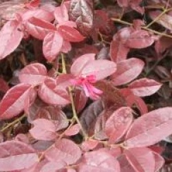 Loropetalum chinense f. rubrum 'Fire Dance'