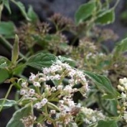 Cornouiller � fleurs Pinky Spot