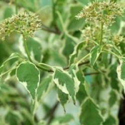 Cornus alternifolia Pinky Spot � 'Minpinky'