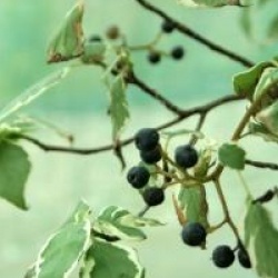 Cornus alternifolia Pinky Spot � 'Minpinky'