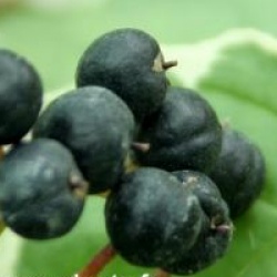 Cornus alternifolia Pinky Spot � 'Minpinky'