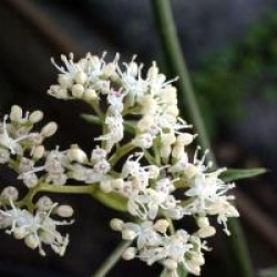 Cornus alternifolia Pinky Spot � 'Minpinky'