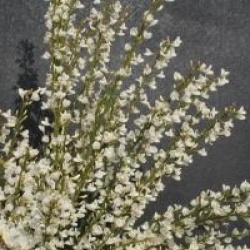 Gen�t hybride blanc