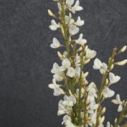 Cytisus x praecox 'Albus'