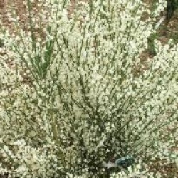 Cytisus x praecox 'Albus'