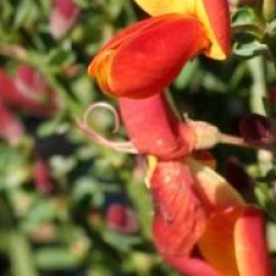 Cytisus 'Lena' - Gen�t hybride Lena