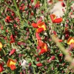 Cytisus 'Lena'