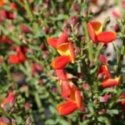 Cytisus 'Lena'