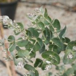 Eucalyptus crenulata - Gommier � feuilles cr�nel�es