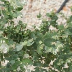 Eucalyptus crenulata