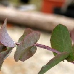 Eucalyptus cordata