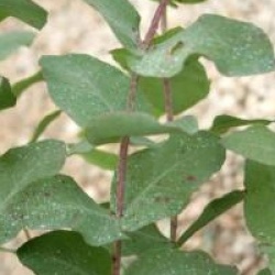 Eucalyptus cordata - Gommier cordata