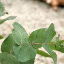 Eucalyptus cordata