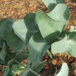 Eucalyptus cordata