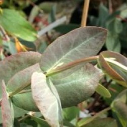 Eucalyptus neglecta