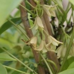 Holboellia latifolia - Holboellia � grandes feuilles