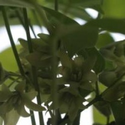 Holboellia latifolia