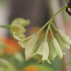 Holboellia latifolia
