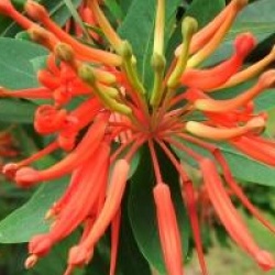 Embothrium coccineum var. lanceolatum 'Inca Flame' - Embothrium Inca Flame