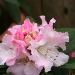 Rhododendron 'Christmas Cheer'