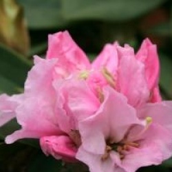 Rhododendron 'Christmas Cheer'
