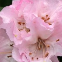 Rhododendron 'Christmas Cheer'