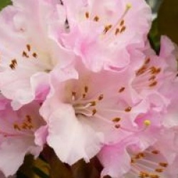 Rhododendron 'Christmas Cheer'