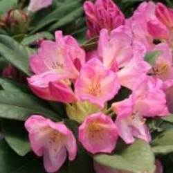 Rhododendron 'Eucharitis'