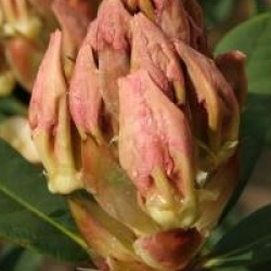 Rhododendron 'Bernstein'