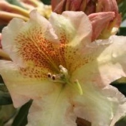 Rhododendron 'Bernstein'