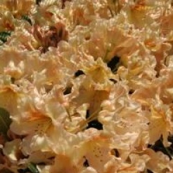 Rhododendron 'Bernstein'