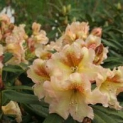 Rhododendron 'Bernstein'