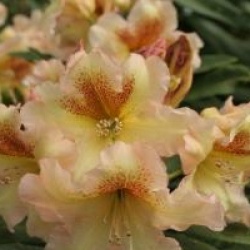 Rhododendron 'Bernstein'