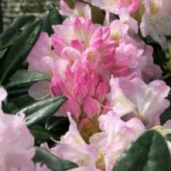 Rhododendron Brigitte