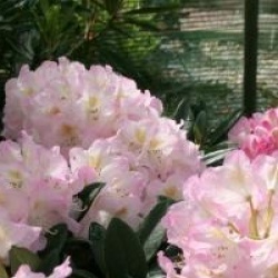 Rhododendron 'Brigitte'