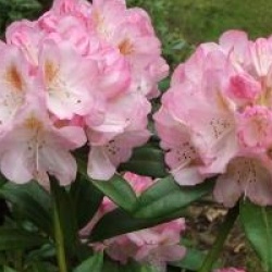 Rhododendron 'Brigitte'